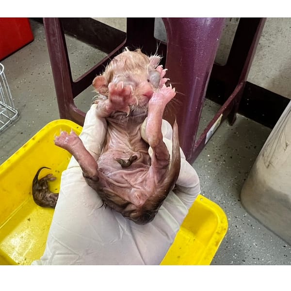 【待認養】混種貓 貓 (男生) - 桃園市動物保護教育園區