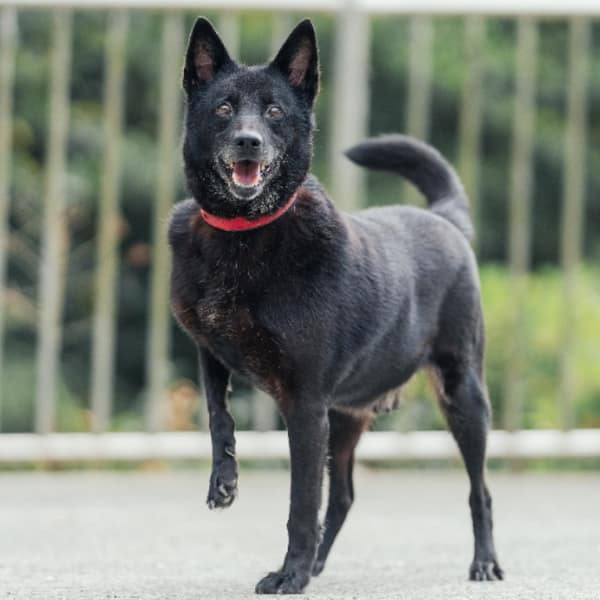 【待認養】混種犬 狗 (男生) - 新北市三芝區公立動物之家