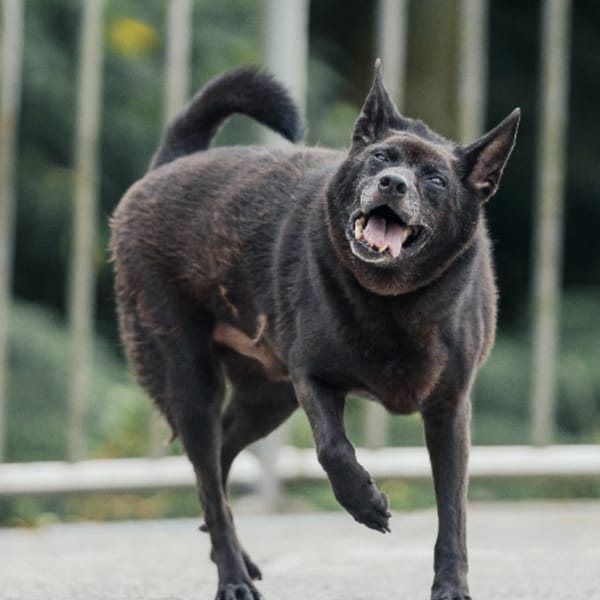 【待認養】混種犬 狗 (男生) - 新北市三芝區公立動物之家