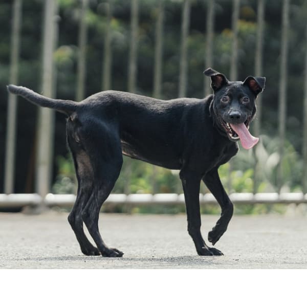 【待認養】混種犬 狗 (女生) - 新北市三芝區公立動物之家