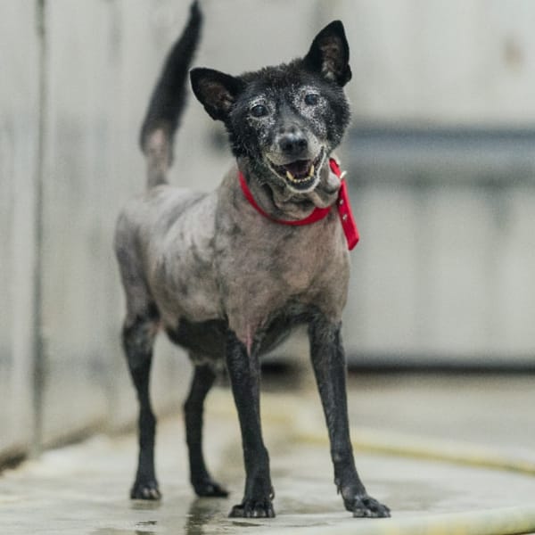 【待認養】混種犬 狗 (男生) - 新北市三芝區公立動物之家