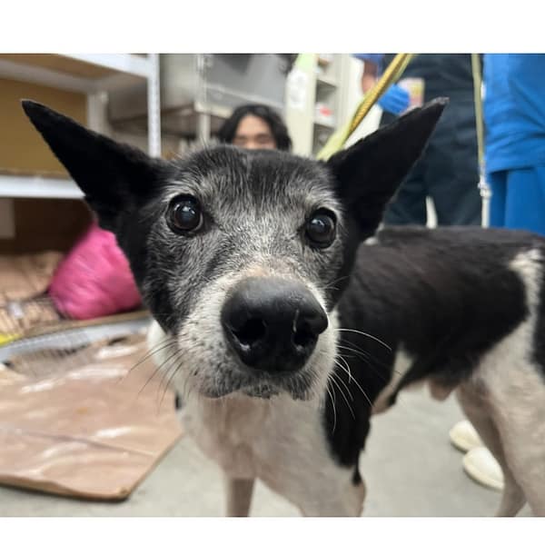 【待認養】混種犬 狗 (男生) - 臺北市動物之家