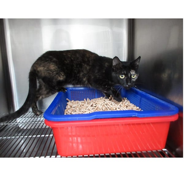 【待認養】混種貓 貓 (女生) - 新竹市動物保護教育園區