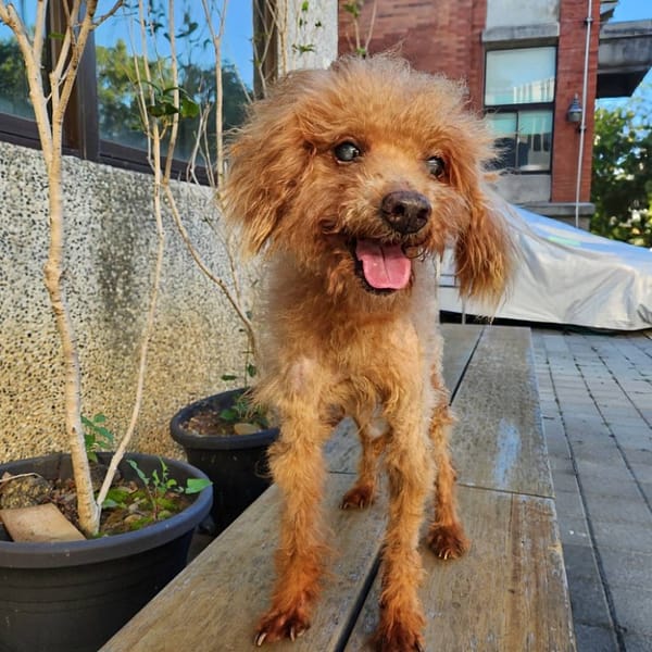 【待認養】貴賓犬 狗 (男生) - 新竹縣動物保護教育園區