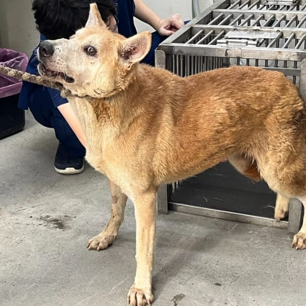 【待認養】混種犬 狗 (女生) - 臺北市動物之家