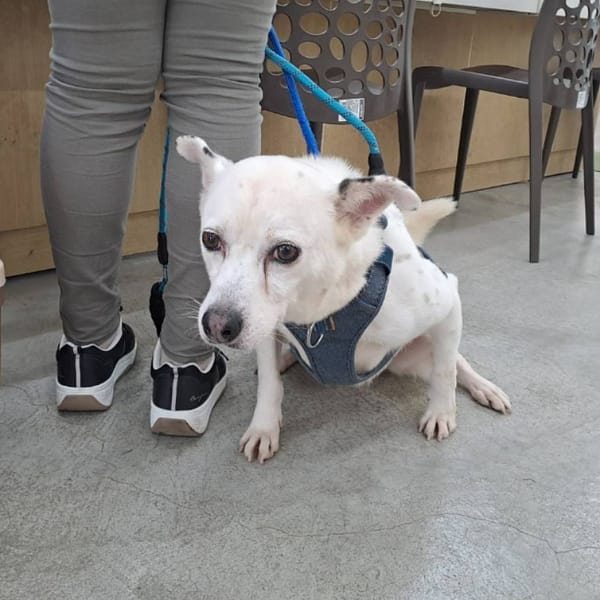 【待認養】混種犬 狗 (女生) - 臺北市動物之家