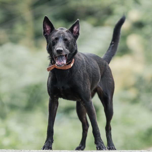 【待認養】混種犬 狗 (男生) - 新北市新店區公立動物之家