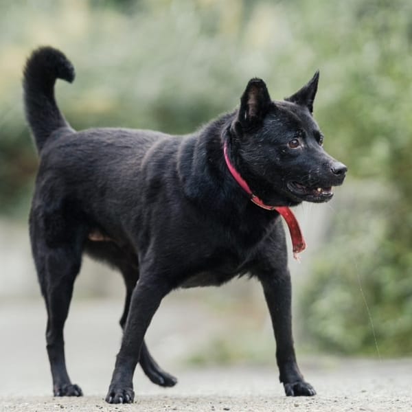 【待認養】混種犬 狗 (女生) - 新北市新店區公立動物之家