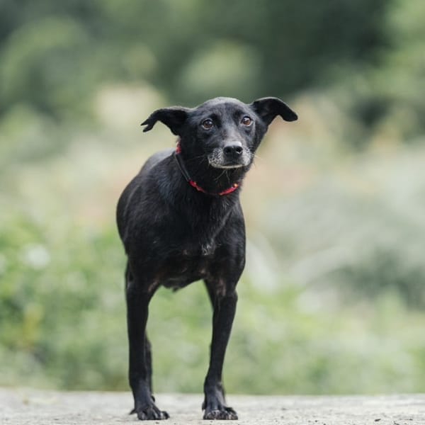 【待認養】混種犬 狗 (女生) - 新北市新店區公立動物之家