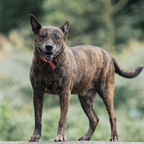 【待認養】混種犬 狗 (男生) - 新北市新店區公立動物之家