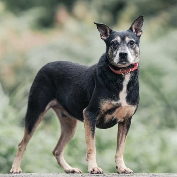 【待認養】混種犬 狗 (男生) - 新北市新店區公立動物之家