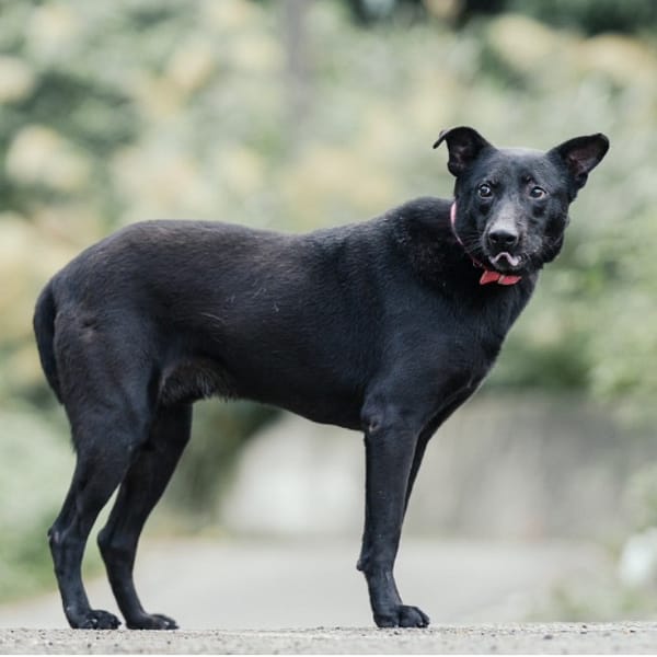 【待認養】混種犬 狗 (男生) - 新北市新店區公立動物之家