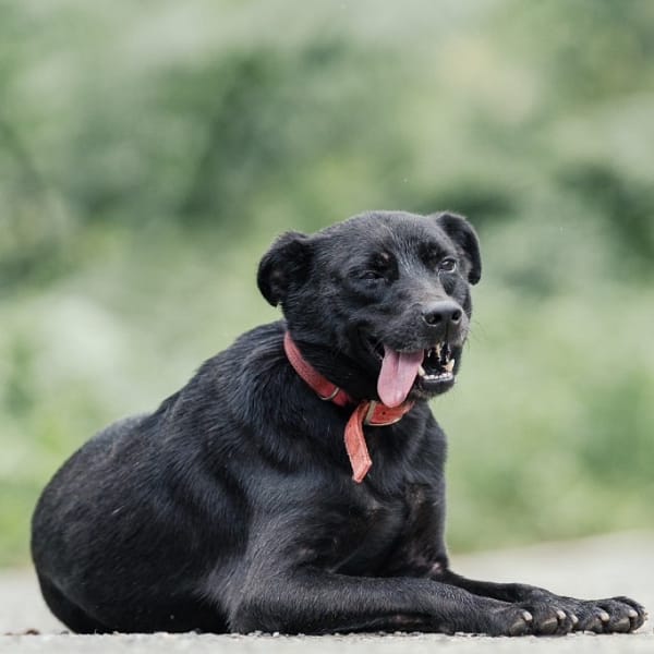 【待認養】混種犬 狗 (女生) - 新北市新店區公立動物之家