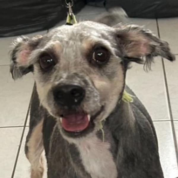 【待認養】混種犬 狗 (男生) - 澎湖縣流浪動物收容中心