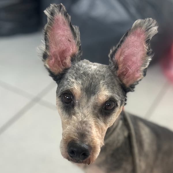 【待認養】混種犬 狗 (男生) - 澎湖縣流浪動物收容中心