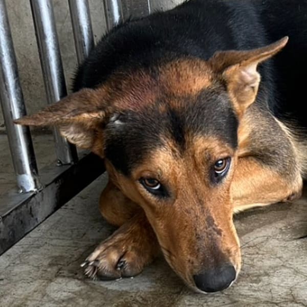 【待認養】混種犬 狗 (男生) - 澎湖縣流浪動物收容中心
