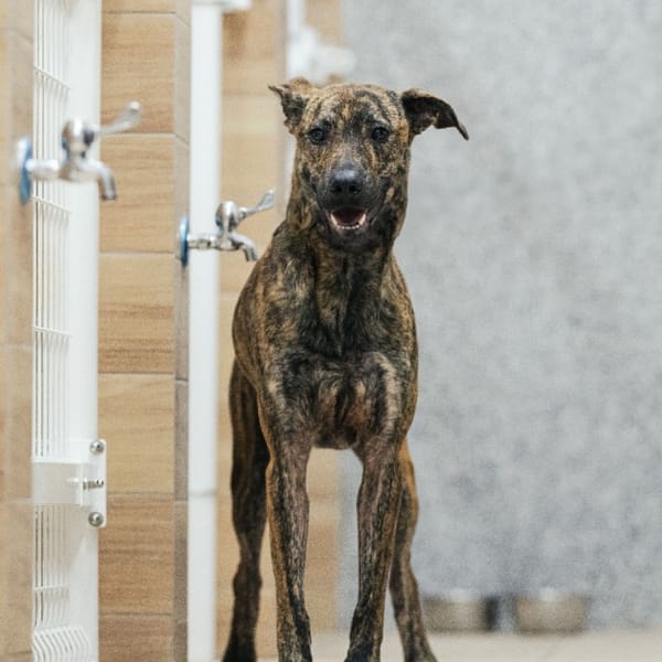 【待認養】混種犬 狗 (女生) - 新北市瑞芳區公立動物之家