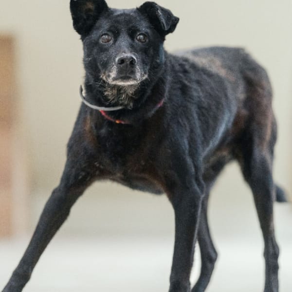 【待認養】混種犬 狗 (女生) - 新北市瑞芳區公立動物之家