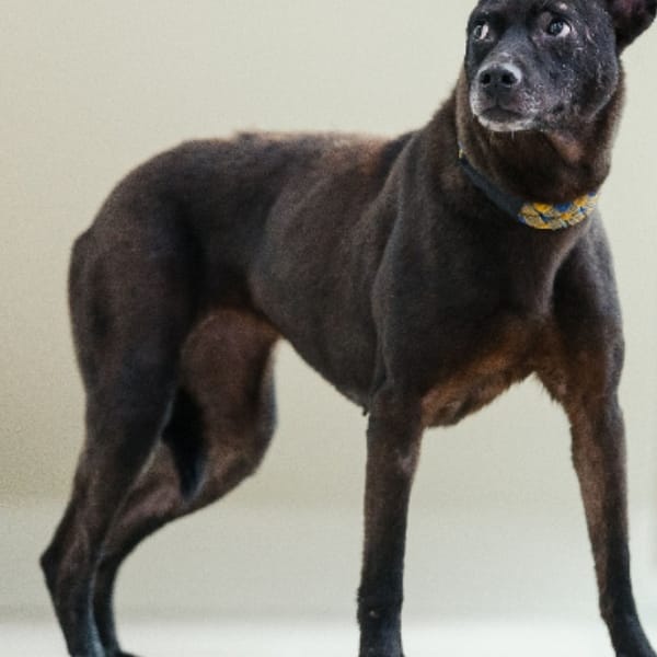 【待認養】混種犬 狗 (女生) - 新北市瑞芳區公立動物之家