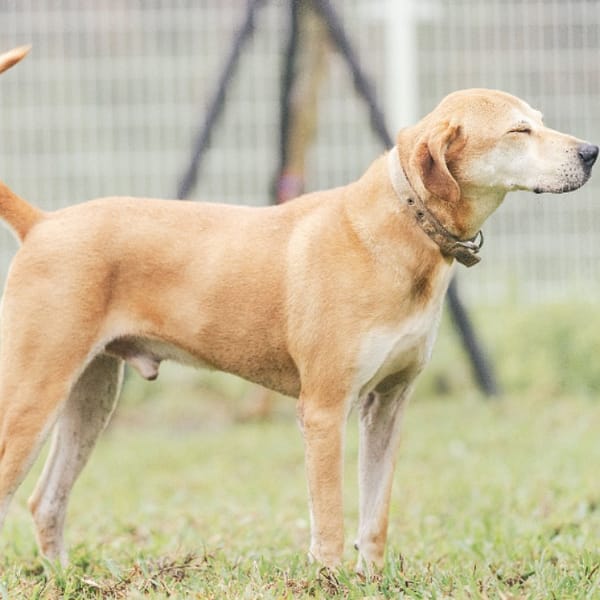 【待認養】混種犬 狗 (男生) - 新北市瑞芳區公立動物之家
