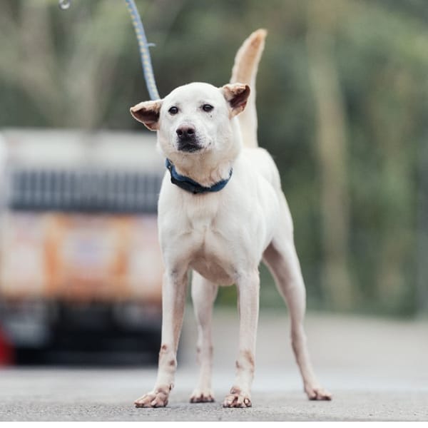 【待認養】混種犬 狗 (男生) - 新北市中和區公立動物之家