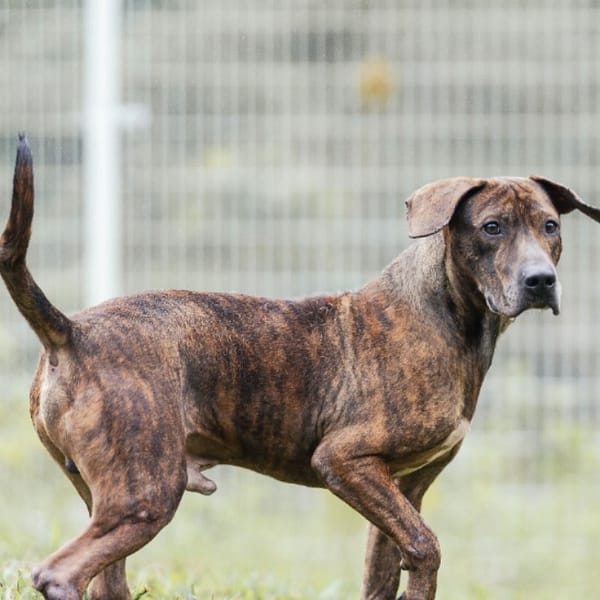 【待認養】威瑪獵犬 狗 (男生) - 新北市瑞芳區公立動物之家