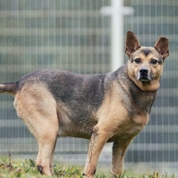【待認養】混種犬 狗 (男生) - 新北市瑞芳區公立動物之家