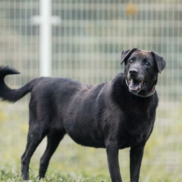 【待認養】混種犬 狗 (女生) - 新北市瑞芳區公立動物之家