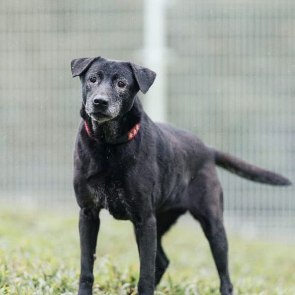 【待認養】混種犬 狗 (女生) - 新北市瑞芳區公立動物之家