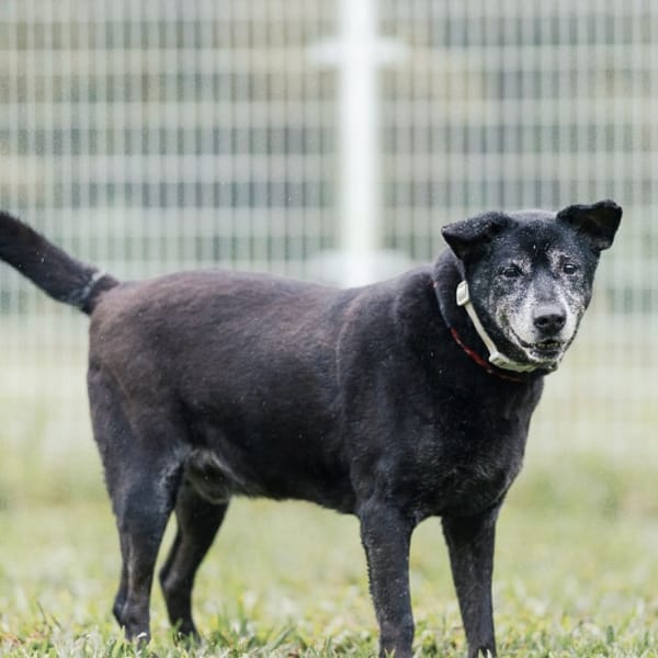 【待認養】混種犬 狗 (男生) - 新北市瑞芳區公立動物之家