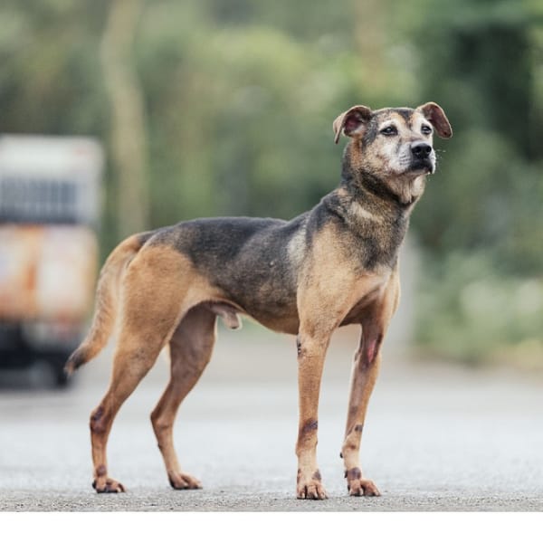 【待認養】混種犬 狗 (男生) - 新北市中和區公立動物之家