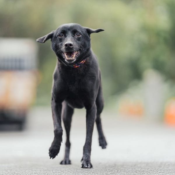 【待認養】混種犬 狗 (女生) - 新北市中和區公立動物之家