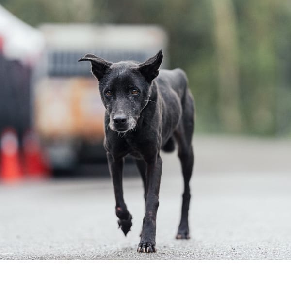【待認養】混種犬 狗 (女生) - 新北市中和區公立動物之家