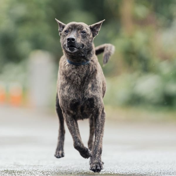 【待認養】混種犬 狗 (女生) - 新北市中和區公立動物之家