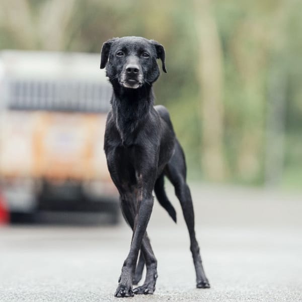 【待認養】混種犬 狗 (男生) - 新北市中和區公立動物之家