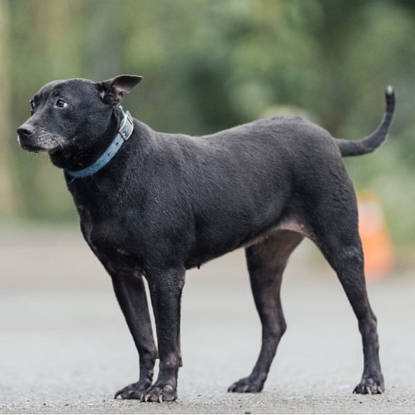 【待認養】混種犬 狗 (女生) - 新北市中和區公立動物之家