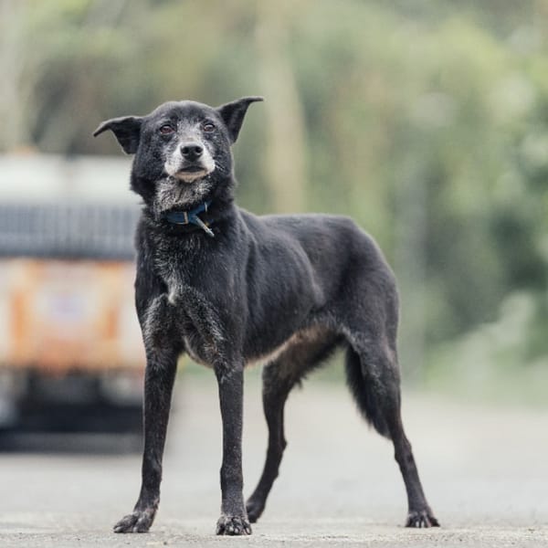 【待認養】混種犬 狗 (男生) - 新北市中和區公立動物之家