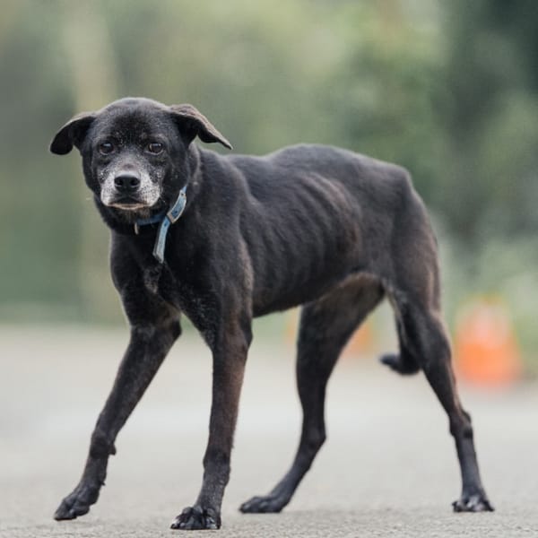 【待認養】混種犬 狗 (女生) - 新北市中和區公立動物之家