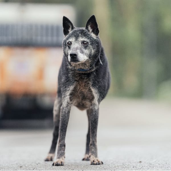 【待認養】混種犬 狗 (女生) - 新北市中和區公立動物之家