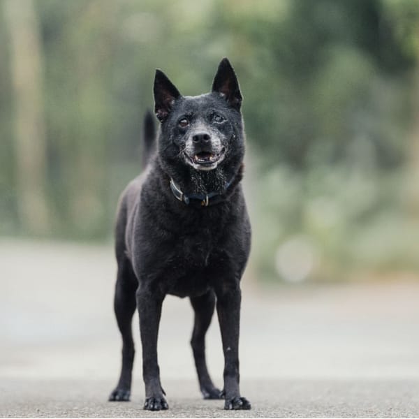 【待認養】混種犬 狗 (女生) - 新北市中和區公立動物之家