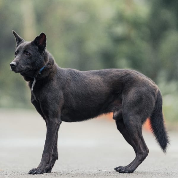 【待認養】混種犬 狗 (男生) - 新北市中和區公立動物之家