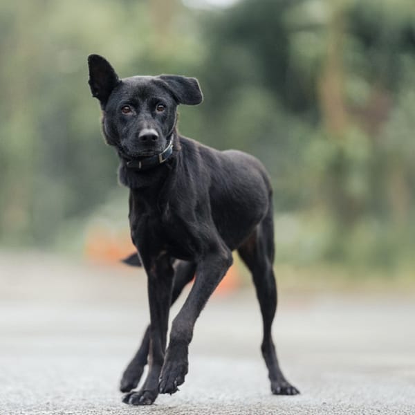 【待認養】混種犬 狗 (女生) - 新北市中和區公立動物之家