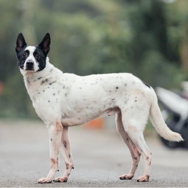 【待認養】混種犬 狗 (男生) - 新北市中和區公立動物之家