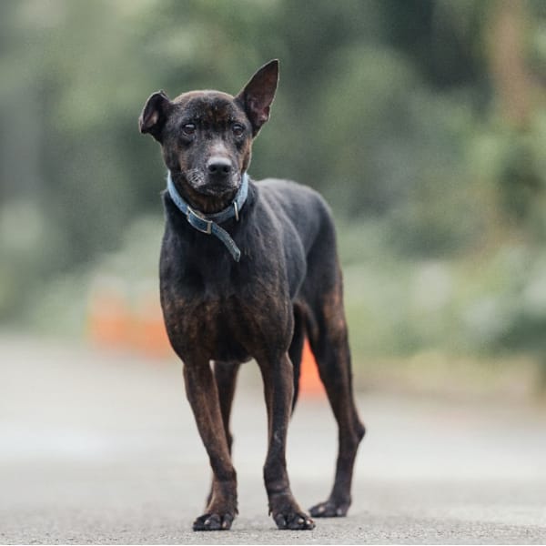 【待認養】混種犬 狗 (女生) - 新北市中和區公立動物之家