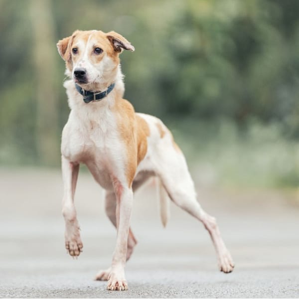 【待認養】混種犬 狗 (男生) - 新北市中和區公立動物之家