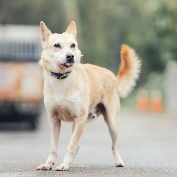 【待認養】混種犬 狗 (男生) - 新北市中和區公立動物之家