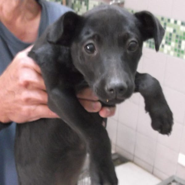 【待認養】混種犬 狗 (女生) - 高雄市燕巢動物保護關愛園區