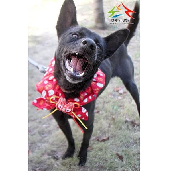【待認養】混種犬 狗 (女生) - 臺中市動物之家后里園區