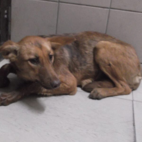 【待認養】混種犬 狗 (女生) - 高雄市燕巢動物保護關愛園區