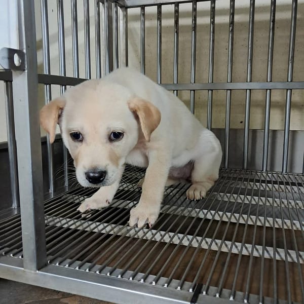 【待認養】混種犬 狗 (女生) - 桃園市動物保護教育園區